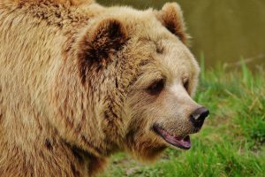 Entrer en relation avec le Parc Naturel et Animalier de Goldau