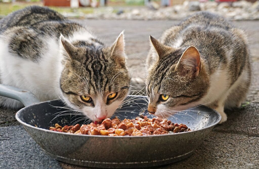 Entrer en relation avec le service client pour avoir les informations des acteurs essentiels du marché l’alimentation pour animaux en 2025 en Suisse