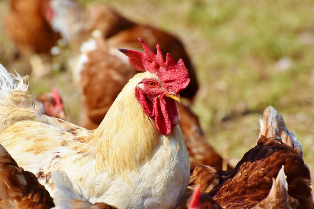 Entrer en relation avec le service client pour avoir les informations des acteurs essentiels du marché des animaux et des produits pour animaux en 2025 en Suisse