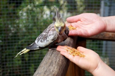 Joindre le service client pour avoir les informations des acteurs essentiels du marché l’alimentation pour animaux en 2025 en Suisse